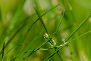 Herbe