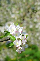 Apfelblüten - Apfelbaumblüte - Blütezeit in Südtirol