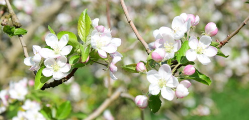 Apfelblüte - Blütezeit in Südtirol