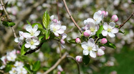 Apfelblüten - Apfelbaum - Apfelbaumblüte vor blauen Himmel und verschneiten Bergen