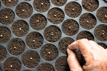 Farmer's hand planting seeds in soil in nursery tray