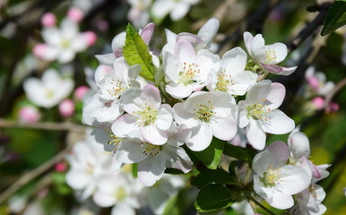 Apfelblüten - Apfelbaum - Apfelbaumblüte vor blauen Himmel und verschneiten Bergen