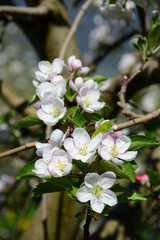 Apfelblüten - Apfelbaum - Apfelbaumblüte vor blauen Himmel und verschneiten Bergen