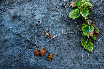 Old stone wall with ivy as background dried leaves, rose thorns, flowers
