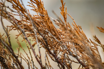 Many twigs of dry yellow-brown thuja Bush. Coniferous tree species in spring seasonal environment. Beautiful wonderful twigs.