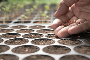 Farmer's hand planting seeds in soil in nursery tray