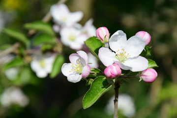 Apfelbaum - Blüte in Südtirol