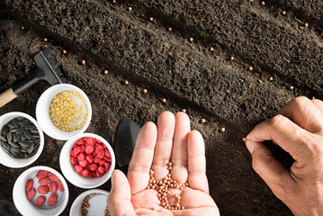 Farmer's hand planting seeds in soil