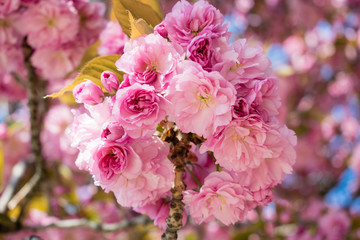Wild cherry tree pink blossom at spring in Paris, sakura flowers closeup