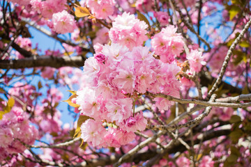Wild cherry tree pink blossom at spring in Paris, sakura flowers closeup