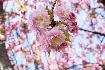 Wild cherry tree pink blossom at spring in Paris, sakura flowers closeup