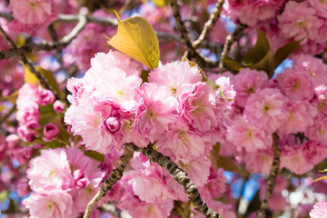 Wild cherry tree pink blossom at spring in Paris, sakura flowers closeup