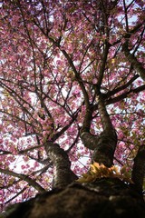 Wild cherry tree pink blossom at spring in Paris, sakura flowers closeup