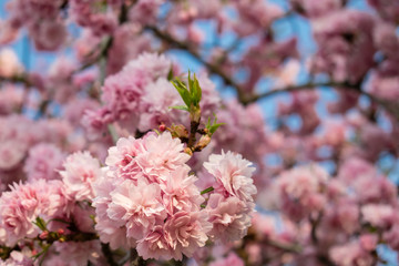 Wild cherry tree pink blossom at spring in Paris, sakura flowers closeup