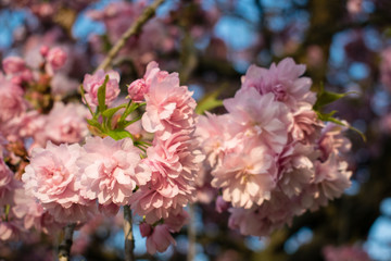 Wild cherry tree pink blossom at spring in Paris, sakura flowers closeup