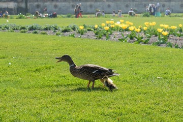 Duck with ducklings at Tuileries Garden, Paris, France