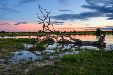 Sunrise over the Okavango delta in Botswana Africa