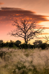 Sunrise over the Okavango delta in Botswana Africa