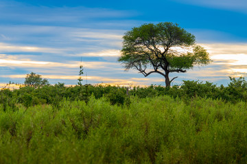 Fototapeta na wymiar Sunrise over the Okavango delta in Botswana Africa
