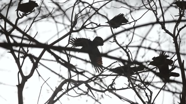 Family of crows on the branches of a tree. Silhouette of birds. black Maria. Close up.