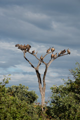 Sunrise over the Okavango delta in Botswana Africa