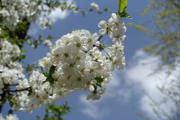Twig of blossoming cherry against the sky in spring