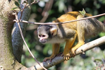 Monkey in a tree