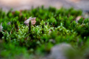 Moss 