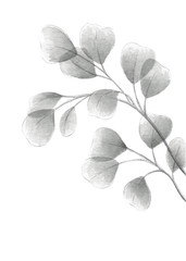 Silver dollar eucalyptus grayscale watercolor illustration