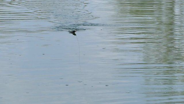 Fish attack the lure at the surface.
