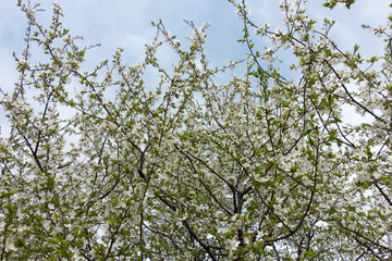 Upright branches of blossoming cherry tree against cloudy sky