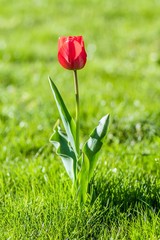 czerwony tulipan na zielonym tle