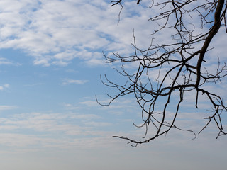 Bare tree branches against blue sky with clouds. In the background is a blue sky with white clouds.