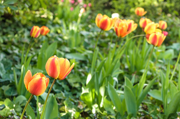 Tulips in a park