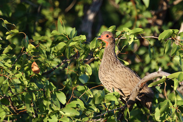 Swainsonfrankolin / Swainson's Francolin or Swainson's spurfowl / Francolinus swainsonii.