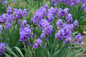 Great number of violet flowers of Iris germanica in spring