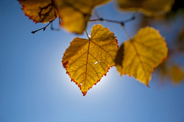 Obraz premium Yellow leaves of a tree in the fall.