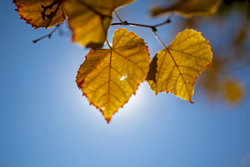 Yellow leaves of a tree in the fall.