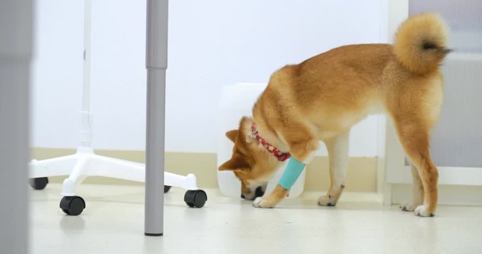 Sick shiba inu walking with a limb