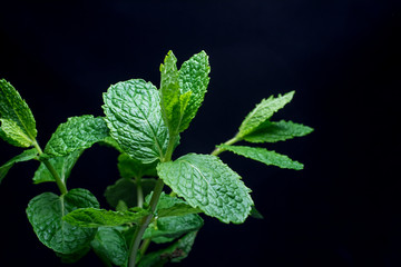 Hortel&atilde; Fresca em Fundo Preto
