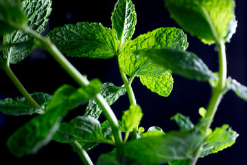 Hortelã Fresca em Fundo Preto