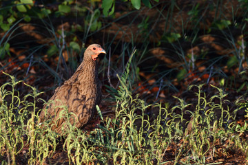 Swainsonfrankolin / Swainson's Francolin or Swainson's spurfowl / Francolinus swainsonii.