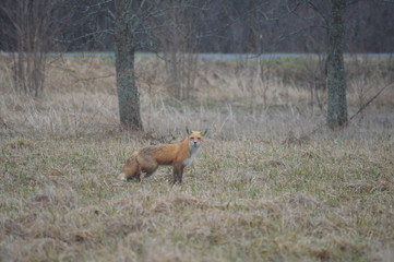 Alert Red Fox on the Hunt in Grass Field