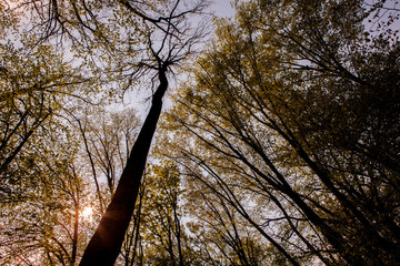 Forest trees. Nature green wood sunlight backgrounds. Bottom view of tall old trees. Top of the trees.
