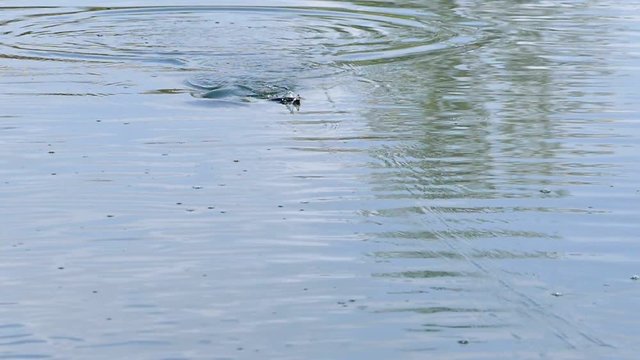 Fish attack the lure at the surface.