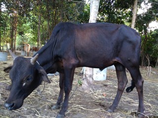 cow in the field