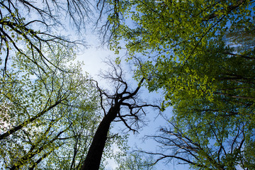Forest trees. Nature green wood sunlight backgrounds. Bottom view of tall old trees. Top of the trees.