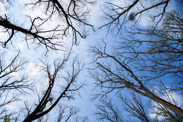 Forest trees. Nature green wood sunlight backgrounds. Bottom view of tall old trees. Top of the trees.