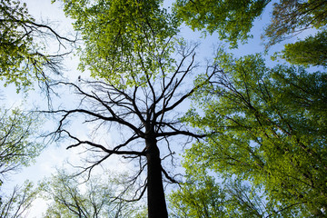Forest trees. Nature green wood sunlight backgrounds. Bottom view of tall old trees. Top of the trees.