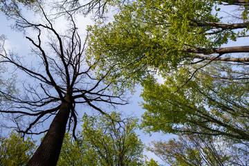 Forest trees. Nature green wood sunlight backgrounds. Bottom view of tall old trees. Top of the trees.